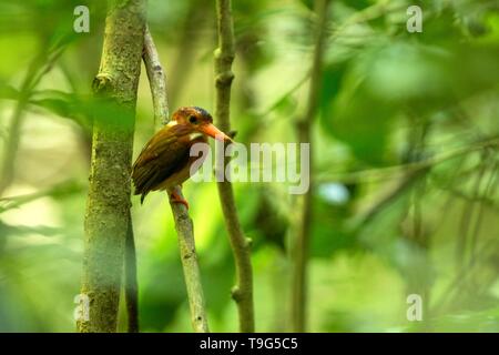 Dwarf kingfisher sulawesi (Ceyx fallax) est perché sur une branche dans la Jungle indonésienne,famille Alcedinidae, espèce endémique de l'Indonésie, l'observation des oiseaux exotiques dans un Banque D'Images