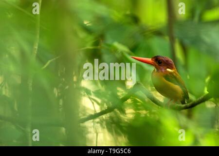 Dwarf kingfisher sulawesi (Ceyx fallax) est perché sur une branche dans la Jungle indonésienne,famille Alcedinidae, espèce endémique de l'Indonésie, l'observation des oiseaux exotiques dans un Banque D'Images