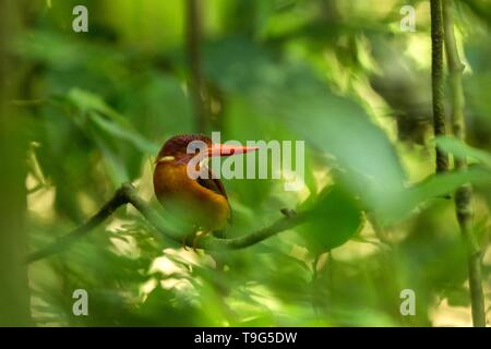 Dwarf kingfisher sulawesi (Ceyx fallax) est perché sur une branche dans la Jungle indonésienne,famille Alcedinidae, espèce endémique de l'Indonésie, l'observation des oiseaux exotiques dans un Banque D'Images