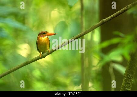 Dwarf kingfisher sulawesi (Ceyx fallax) est perché sur une branche dans la Jungle indonésienne,famille Alcedinidae, espèce endémique de l'Indonésie, l'observation des oiseaux exotiques dans un Banque D'Images