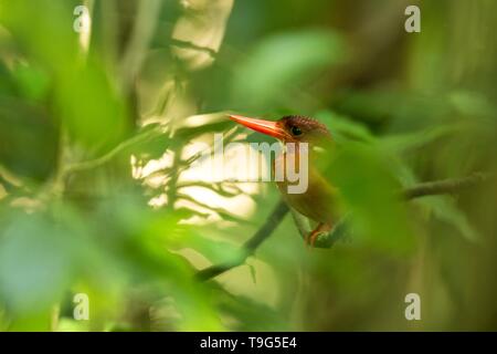 Dwarf kingfisher sulawesi (Ceyx fallax) est perché sur une branche dans la Jungle indonésienne,famille Alcedinidae, espèce endémique de l'Indonésie, l'observation des oiseaux exotiques dans un Banque D'Images