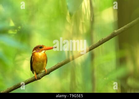 Dwarf kingfisher sulawesi (Ceyx fallax) est perché sur une branche dans la Jungle indonésienne,famille Alcedinidae, espèce endémique de l'Indonésie, l'observation des oiseaux exotiques dans un Banque D'Images