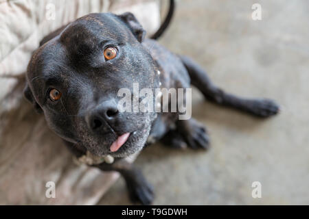 Staffordshire Bull Terrier avec langue Banque D'Images