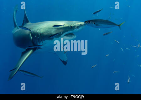 Le grand requin blanc, Carcharodon carcharias, natation au large d'Isla Guadelupe, au Mexique. Banque D'Images