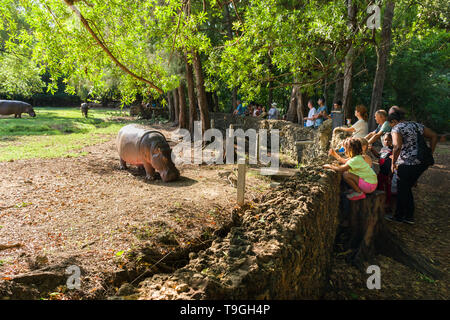 Hippopotame (Hippopotamus amphibius) au moment de l'alimentation avec les touristes à regarder, Parc Haller, Mombasa, Kenya Banque D'Images