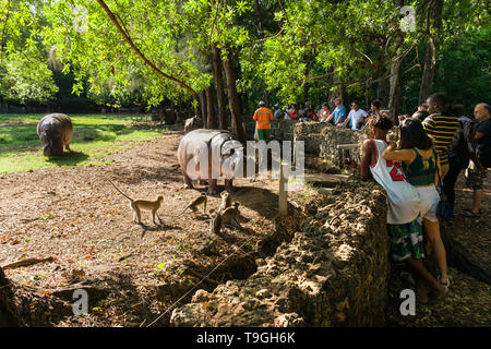 Hippopotame (Hippopotamus amphibius) au moment de l'alimentation avec les touristes à regarder, Parc Haller, Mombasa, Kenya Banque D'Images