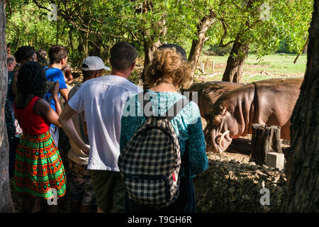 Hippopotame (Hippopotamus amphibius) au moment de l'alimentation avec les touristes à regarder, Parc Haller, Mombasa, Kenya Banque D'Images