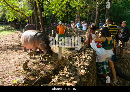 Hippopotame (Hippopotamus amphibius) au moment de l'alimentation avec les touristes à regarder, Parc Haller, Mombasa, Kenya Banque D'Images