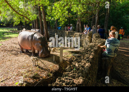 Hippopotame (Hippopotamus amphibius) au moment de l'alimentation avec les touristes à regarder, Parc Haller, Mombasa, Kenya Banque D'Images