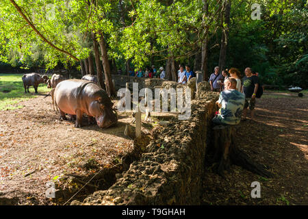 Hippopotame (Hippopotamus amphibius) au moment de l'alimentation avec les touristes à regarder, Parc Haller, Mombasa, Kenya Banque D'Images