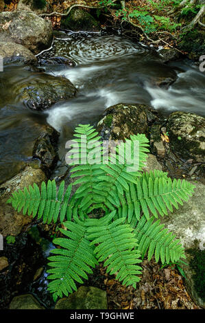 Fougère interrompue près d'un ruisseau dans le Parc National du Mont Orford, Québec, Canada Banque D'Images