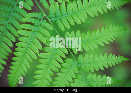 Fougère Pteridium aquilinum bracken, ressort vert feuilles macro focus sélectif Banque D'Images