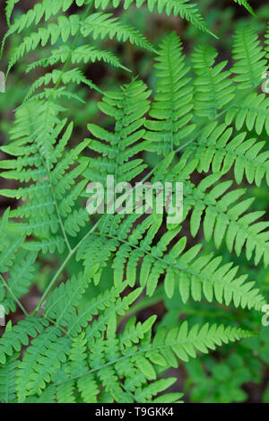 Fougère Pteridium aquilinum bracken, ressort vert feuilles macro focus sélectif Banque D'Images