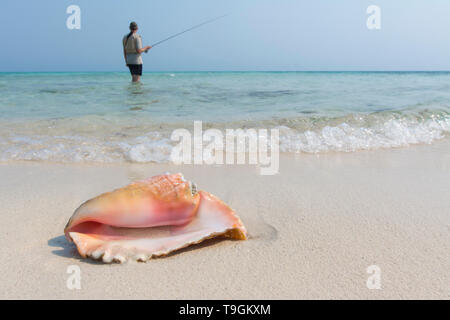 Conque sur plage, Ranguana Cay, Belize Banque D'Images