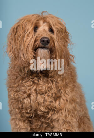 Portrait d'un labradoodle jetant un coup loin sur un fond bleu dans une image verticale Banque D'Images