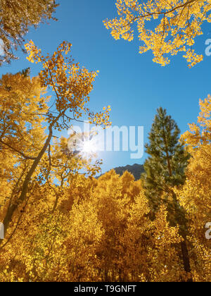 Aspen Grove dans les couleurs de l'automne avec la solarisation dans les branches Banque D'Images