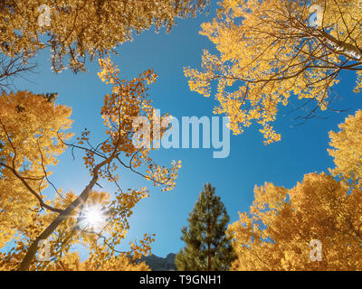 Soleil qui brille à travers l'automne peupliers de couleur dans les montagnes Banque D'Images