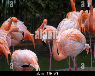 Triste American flamingo aka Caraïbes flamingo (Phoenicopterus ruber) Banque D'Images