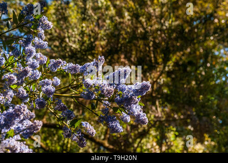 Beau lit de pourpre en fleurs fleurs lilas californien (Ceanothus thyrsiflorus repens). Banque D'Images