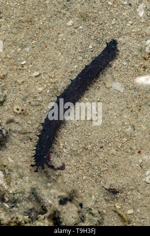 Concombre de mer noire, Holothuria leucospilota sur Magra Islet, Far North Queensland Banque D'Images