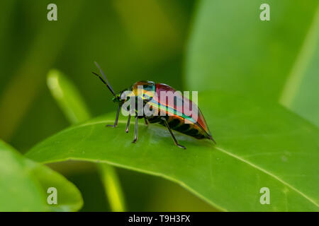 Jewel Beetle sur Flinders Island, Far North Queensland Banque D'Images