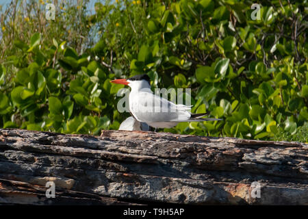 Sterne caspienne Sterna caspia, sur l'île de Raragala, NT Banque D'Images