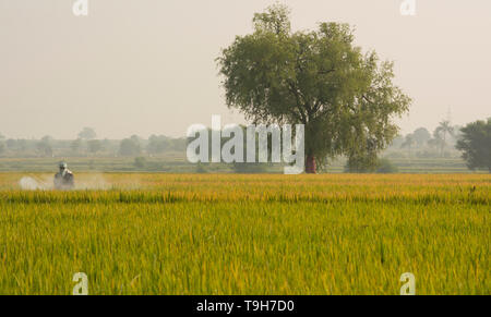 Maski, Karnataka, Inde - Décembre 2,2017 agriculteur pulvériser des pesticides dans des rizières Banque D'Images