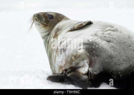 Un phoque de Weddell, l'Antarctique. Banque D'Images