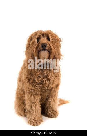 Labradoodle regardant la caméra assis sur un fond blanc dans une image verticale Banque D'Images