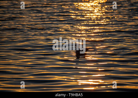 Soleil du soir sur l'eau scintillante ondulations avec mouette Banque D'Images