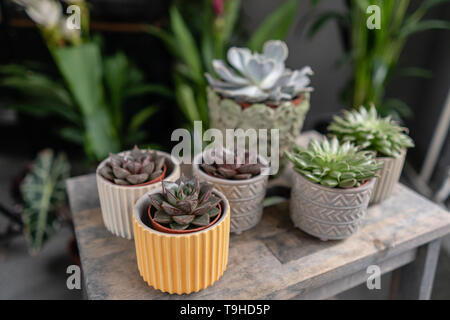 Collection de plantes succulentes dans l'élégant quartier de pots de céramique sur la table en bois. Home intérieur minimaliste avec composition de cactus et plantes grasses . Élégant Banque D'Images