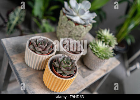 Collection de plantes succulentes dans l'élégant quartier de pots de céramique sur la table en bois. Home intérieur minimaliste avec composition de cactus et plantes grasses . Élégant Banque D'Images