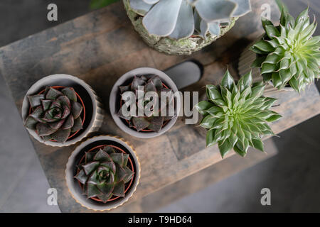 Collection de plantes succulentes dans l'élégant quartier de pots de céramique sur la table en bois. Home intérieur minimaliste avec composition de cactus et plantes grasses . Élégant Banque D'Images