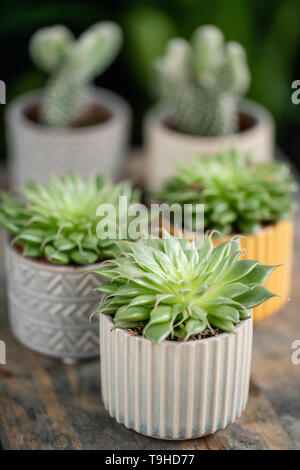 Collection de plantes succulentes dans l'élégant quartier de pots de céramique sur la table en bois. Home intérieur minimaliste avec composition de cactus et plantes grasses . Élégant Banque D'Images