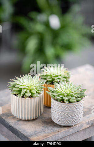 Amateur de cactus. Collection de plantes succulentes dans l'élégant quartier de pots de céramique sur la table en bois. Home intérieur minimaliste avec composition de cactus et Banque D'Images