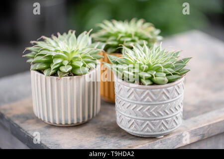 Amateur de cactus. Collection de plantes succulentes dans l'élégant quartier de pots de céramique sur la table en bois. Home intérieur minimaliste avec composition de cactus et Banque D'Images