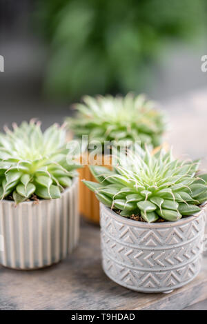 Amateur de cactus. Collection de plantes succulentes dans l'élégant quartier de pots de céramique sur la table en bois. Home intérieur minimaliste avec composition de cactus et Banque D'Images