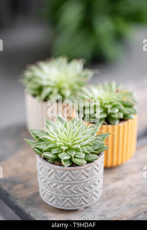 Amateur de cactus. Collection de plantes succulentes dans l'élégant quartier de pots de céramique sur la table en bois. Home intérieur minimaliste avec composition de cactus et Banque D'Images