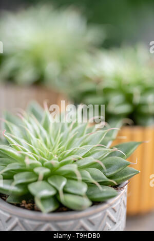 Amateur de cactus. Collection de plantes succulentes dans l'élégant quartier de pots de céramique sur la table en bois. Home intérieur minimaliste avec composition de cactus et Banque D'Images