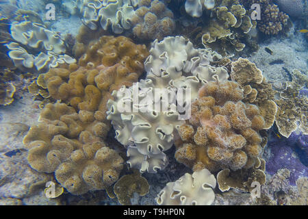 Coral Reef, Lizard Island, Queensland Banque D'Images