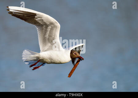 Mouette transporte des matériaux de construction du nid Banque D'Images