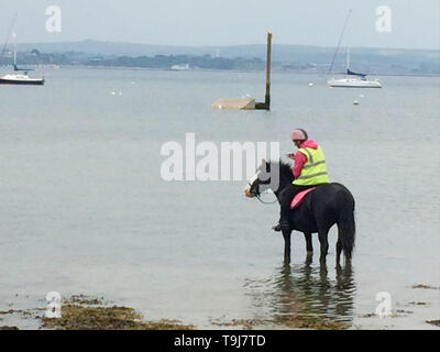 Portland, Dorset, UK. 19 mai 2019. Un cheval paddles à Portland harbor sur une journée humide mais doux. Crédit : Stuart fretwell/Alamy Live News Banque D'Images