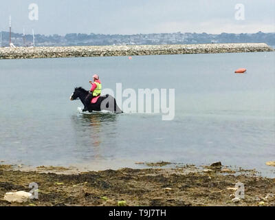 Portland, Dorset, UK. 19 mai 2019. Un cheval paddles à Portland harbor sur une journée humide mais doux. Crédit : Stuart fretwell/Alamy Live News Banque D'Images