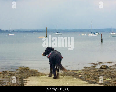 Portland, Dorset, UK. 19 mai 2019. Un cheval paddles à Portland harbor sur une journée humide mais doux. Crédit : Stuart fretwell/Alamy Live News Banque D'Images