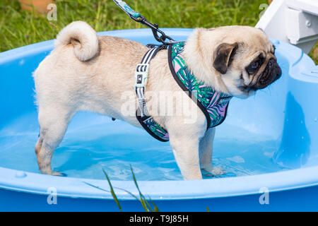 Lymington, Hampshire, Royaume-Uni. 19 mai 2019. Un événement fabuleux pour les chiens de toutes formes, races et tailles le dernier jour de l'événement inaugural Dogstival à Pylewell Park Estate, Lymington. Chiot chien gardant au frais debout dans le bain de bol d'eau. Crédit : Carolyn Jenkins/Alamy Live News Banque D'Images