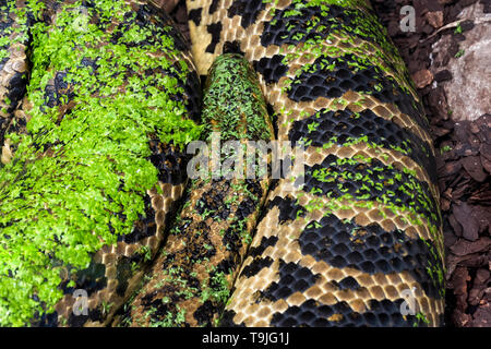 Anaconda jaune (Eunectes notaeus) serpent constricteur prédateurs couverts avec les lentilles d'eau, boa famille, ordre, classe Reptilia Squamata. Banque D'Images