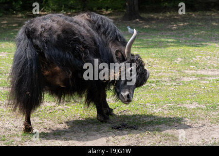 Yak domestique (Bos grunniens) rayer les démangeaisons de la tête avec un sabot. Banque D'Images