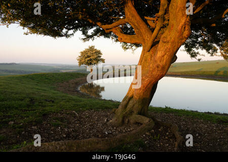 L'aubépine arbre près de l'étang de rosée Banque D'Images