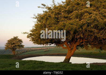 L'aubépine arbre près de l'étang de rosée Banque D'Images
