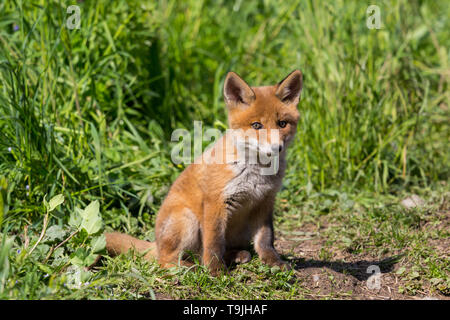 Close-up cute young baby red fox (Vulpes) assis sur le sol, la lumière du soleil Banque D'Images